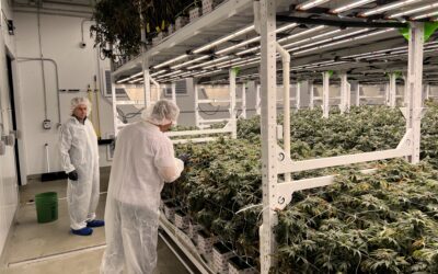 Cannabis Processing: 6 Reasons to Choose Southern Crop