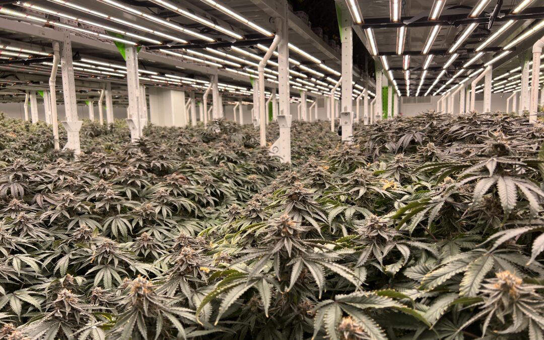 5 Reasons to Choose Wholesale Cannabis from Southern Crop