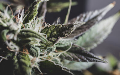 What’s the Difference Between Indica vs. Sativa Cannabis Strains?