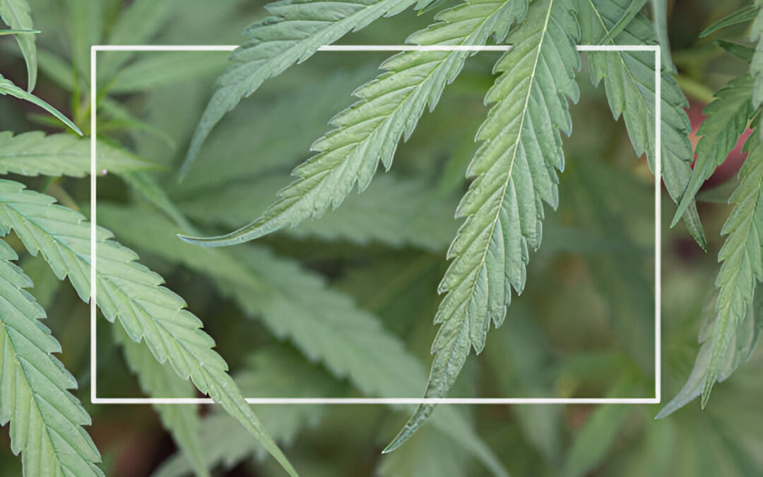 What Are Cannabis Ratios?